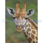 (image for) African Giraffe